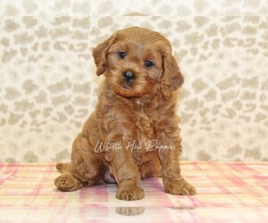 Cavapoo Puppy for sale in DENVER, PA, USA