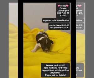 Poodle (Toy)-Zuchon Mix Puppy for sale in TUCSON, AZ, USA