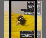Image preview for Ad Listing. Nickname: Poppy