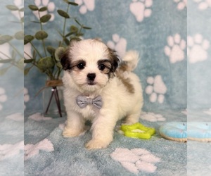Mal-Shi Puppy for sale in NOBLESVILLE, IN, USA
