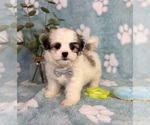 Small Mal-Shi