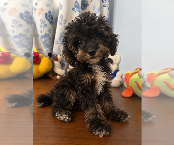 Medium Photo #26 Havapoo Puppy For Sale in DURHAM, CT, USA