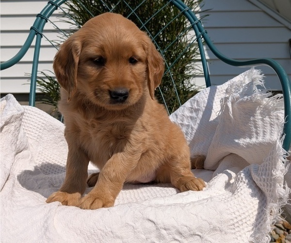Medium Photo #7 Golden Retriever Puppy For Sale in GOSHEN, IN, USA