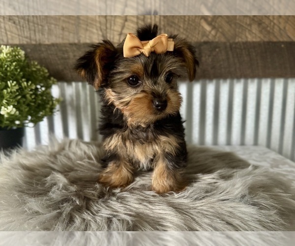 Medium Photo #2 Yorkshire Terrier Puppy For Sale in NAPPANEE, IN, USA