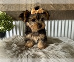 Small #1 Yorkshire Terrier
