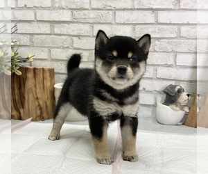 Shiba Inu Puppy for Sale in SUNNYVALE, California USA