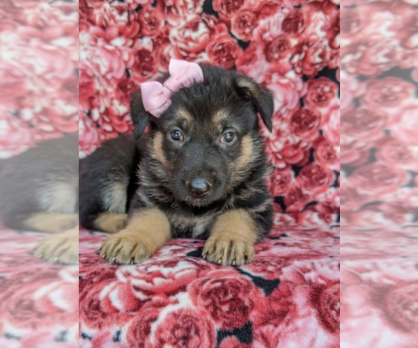 Medium Photo #3 German Shepherd Dog Puppy For Sale in KIRKWOOD, PA, USA