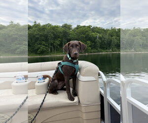 Labrador Retriever Dogs for adoption in St. Louis Park, MN, USA