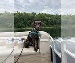 Small Labrador Retriever