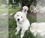 Puppy Lily Great Pyrenees