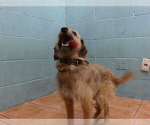 Mutt Dogs for adoption in Downey, CA, USA