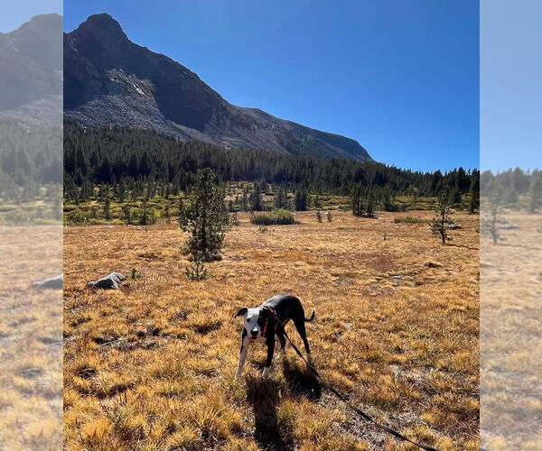 Medium Photo #4 American Pit Bull Terrier-Whippet Mix Puppy For Sale in Davis, CA, USA