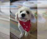 Arturo Sol - Male Mutt Dog for Adoption - Small photo
