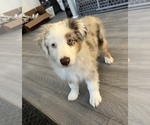 Small Photo #2 Miniature Australian Shepherd Puppy For Sale in PARAGON, IN, USA