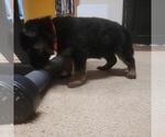 Small Photo #4 German Shepherd Dog Puppy For Sale in CHICAGO, IL, USA