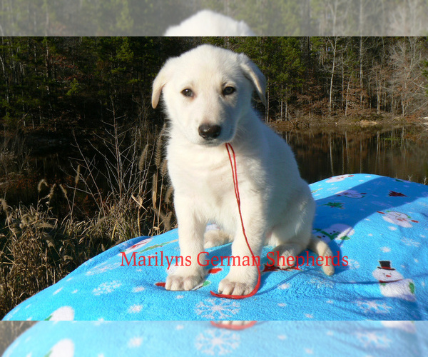 Medium Photo #5 German Shepherd Dog Puppy For Sale in PIEDMONT, MO, USA