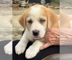 Mutt Dogs for adoption in Holly Springs, NC, USA