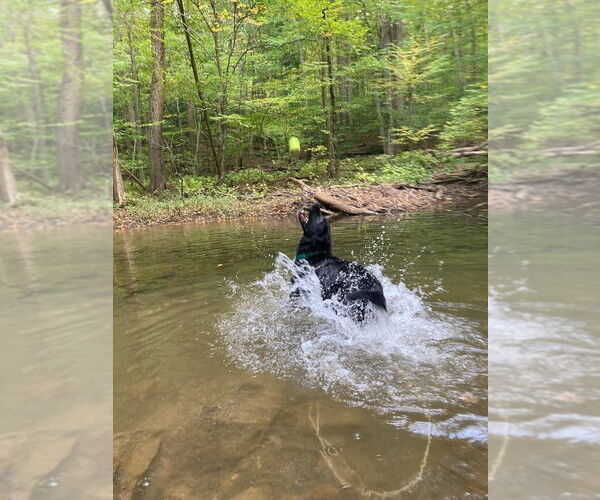 Medium Photo #13 Labrador Retriever-Unknown Mix Puppy For Sale in Rockaway, NJ, USA