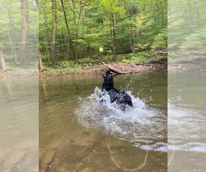 Shadow (King) Havard - Male Labrador Retriever-Unknown Mix Dog for Adoption - Photo #13
