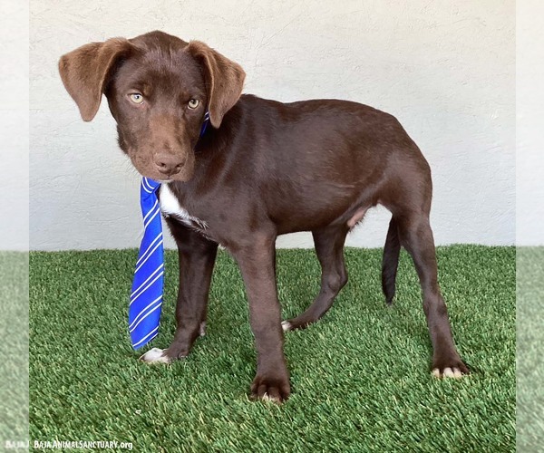 Medium Photo #7 Chocolate Labrador retriever-Unknown Mix Puppy For Sale in San Diego, CA, USA