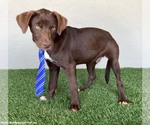 Small #6 Chocolate Labrador retriever Mix