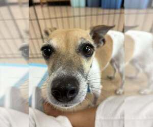 Medium Jack Russell Terrier Mix
