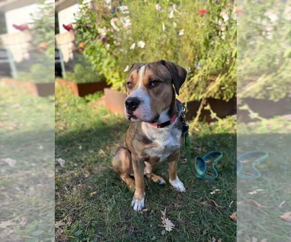 Medium Photo #2 American Pit Bull Terrier Puppy For Sale in Minneapolis, MN, USA