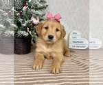 Small #3 Golden Retriever