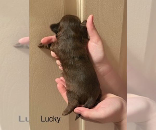 Medium Photo #4 Shorkie Tzu Puppy For Sale in SCOTTSDALE, AZ, USA