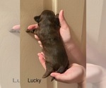 Small Photo #13 Shorkie Tzu Puppy For Sale in SCOTTSDALE, AZ, USA