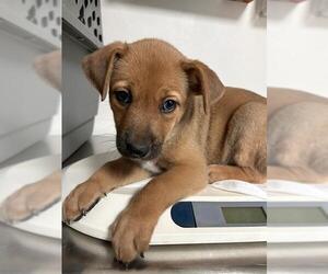 Border Collie-Texas Heeler Mix Dogs for adoption in Bakersfield, CA, USA