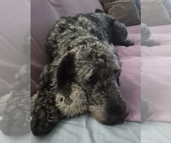 Medium Photo #2 Labradoodle Puppy For Sale in CHICAGO, IL, USA
