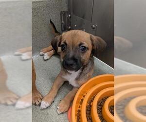 Chug Dogs for adoption in San Martin, CA, USA