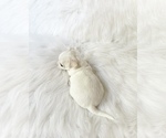 Small #6 Chihuahua