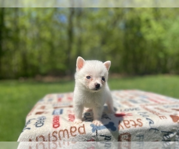 Medium Photo #17 Pomsky Puppy For Sale in DRACUT, MA, USA
