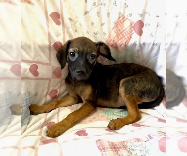 Medium Photo #1 Mutt Puppy For Sale in San Diego, CA, USA