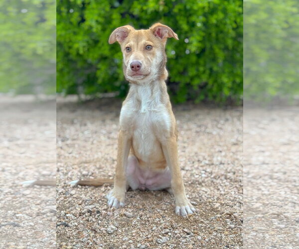 Medium Photo #4 Mutt Puppy For Sale in PIPE CREEK, TX, USA
