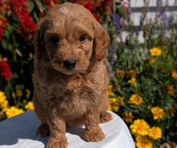 Medium Photo #4 Goldendoodle (Miniature) Puppy For Sale in GOSHEN, IN, USA