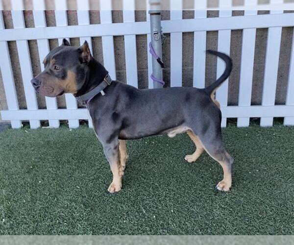 Medium Photo #1 Mutt Puppy For Sale in Modesto, CA, USA