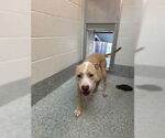 Small American Pit Bull Terrier Mix