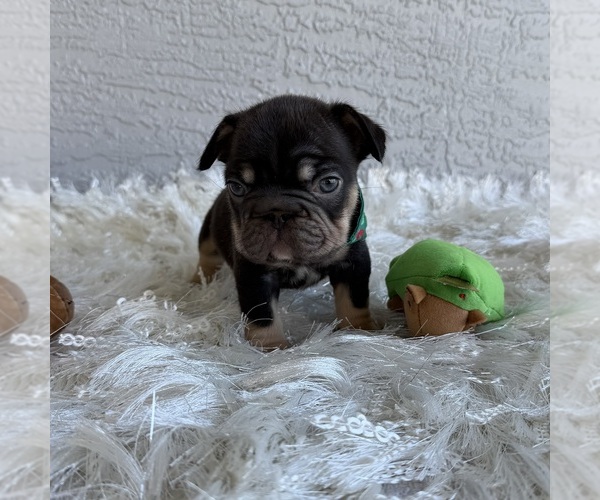 Medium Photo #6 French Bulldog Puppy For Sale in CAPE CORAL, FL, USA