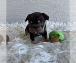 Small #5 French Bulldog