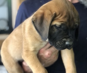 Mastiff Puppy for sale in BRANTLEY, AL, USA
