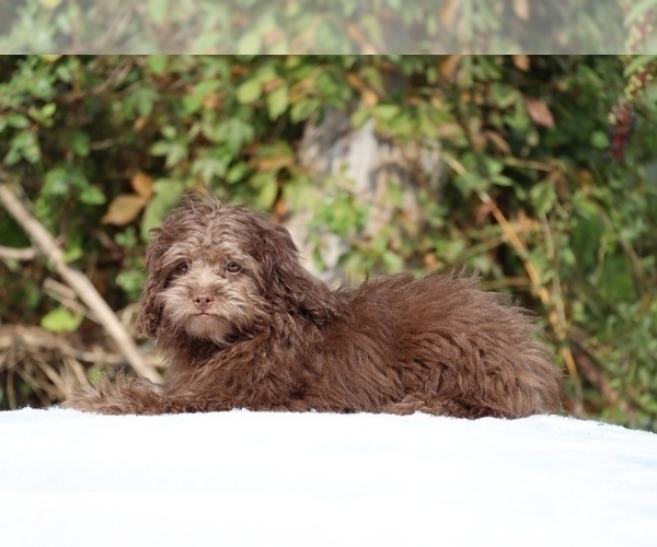 Medium Photo #28 ShihPoo Puppy For Sale in DYERSBURG, TN, USA