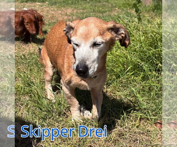 Medium Photo #4 Chiweenie Puppy For Sale in San Antonio, TX, USA