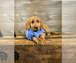 Small Photo #5 Goldendoodle Puppy For Sale in OCALA, FL, USA