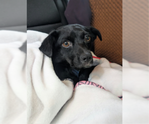 Chihuahua-Colonial Cocker Spaniel Mix Dogs for adoption in Cranston, RI, USA