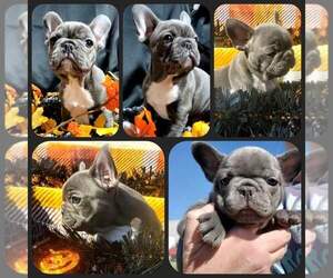 French Bulldog Puppy for sale in BOSTON, KY, USA