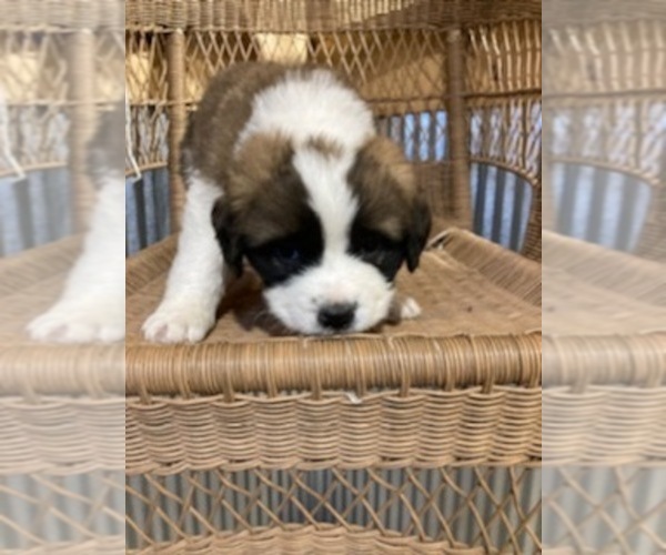 Medium Photo #6 Saint Bernard Puppy For Sale in MARENGO, WI, USA
