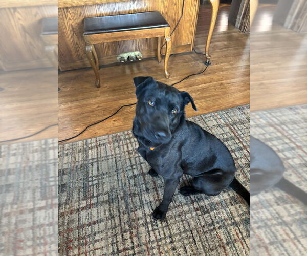 Medium Photo #1 German Shepherd Dog-Unknown Mix Puppy For Sale in Aurora, IN, USA